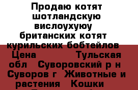 Продаю котят:шотландскую вислоухуюу,  британских котят,  курильских бобтейлов › Цена ­ 3 000 - Тульская обл., Суворовский р-н, Суворов г. Животные и растения » Кошки   . Тульская обл.